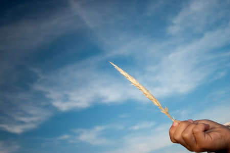 Freedomの写真素材