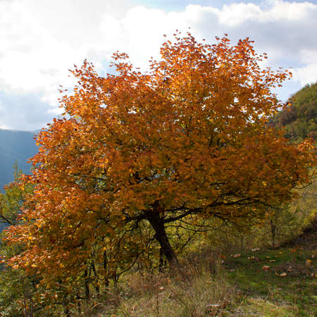 Autumnal foliage