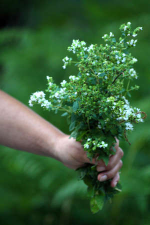 wild parsleyの写真素材