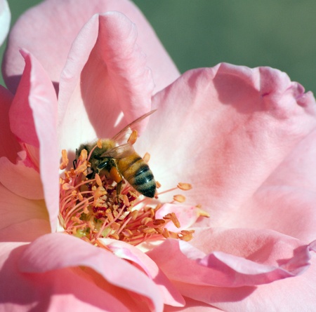 bee on flowerの写真素材