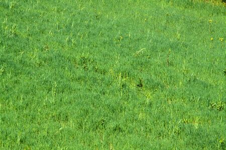 Green background-lawn in springの写真素材
