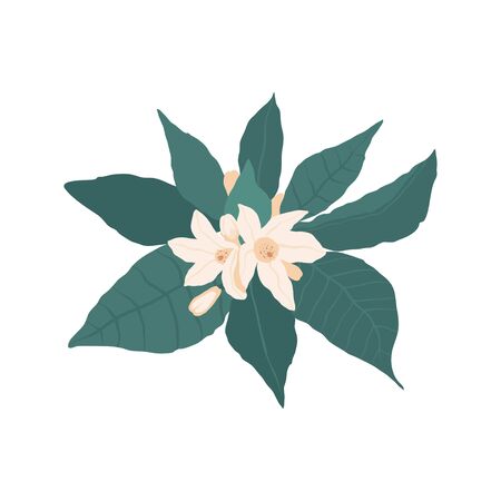 The composition of white flowers and orange buds with green leaves isolated on a white background in flat style. Vector stock illustrationのイラスト素材