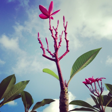 Plumerias treeの素材