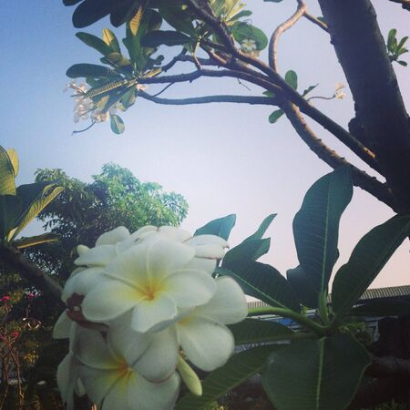 Plumeria flowersの素材