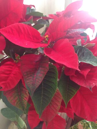 Crismas treeの素材