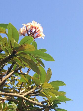 Plumeria treeの素材
