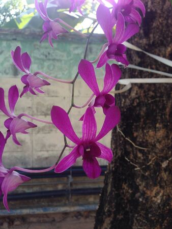 Orchidsの素材