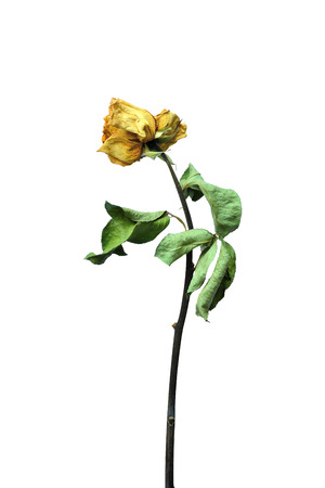 dried rose flower with dried leafs isolatedの写真素材