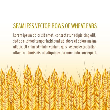 Wheat ears  background. Vector wheat or rye ears isolated on white background. Vector illustration for your graphic design.のイラスト素材