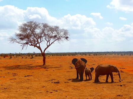 A elephant familiy with fahter son or daughter and motherの写真素材