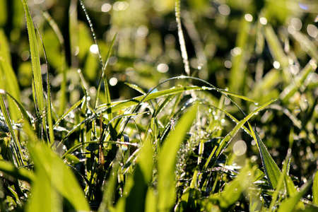 Mornung dew on green plants in front of a wood の写真素材