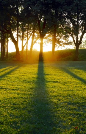 The setting sun casting tree shadows across a green field from behind the trunks of a row of tall trees on the horizonの写真素材