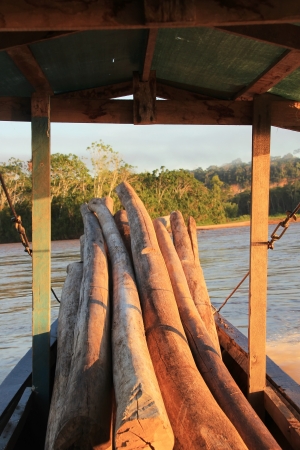 Tropical wood transportated in a boatの写真素材