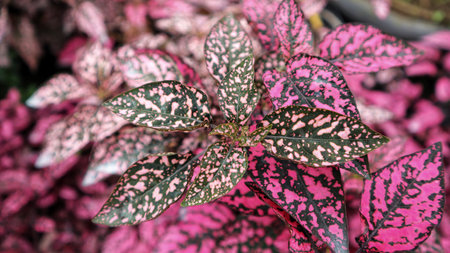 Hypoestes phyllostachya 'White Splash Hypoestes Polka Dot Plantの写真素材
