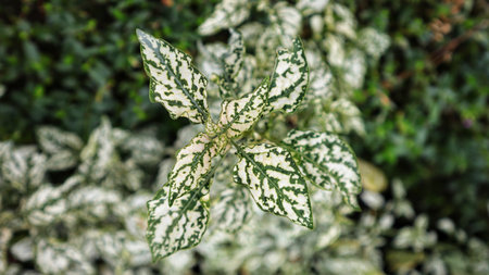 Hypoestes phyllostachya 'White Splash Hypoestes Polka Dot Plant mostly have white on the plant.