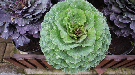 Green cabbage vegetable at the garden. Ornamental cabbage.