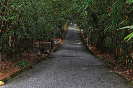 Bamboo forest and asphalt road countryside.の写真素材