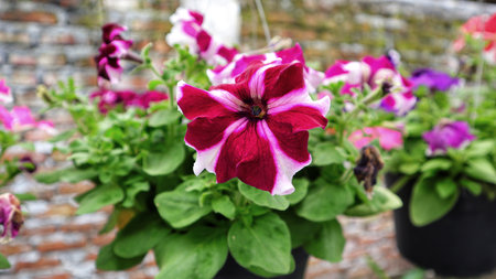 Dark red and white hybrid petunia flower blooming and usually hanging at home as ornamental plant.の写真素材