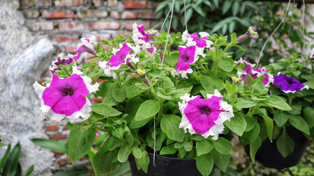 Purple and white hybrid petunia flower blooming and usually hanging at home as ornamental plant.の写真素材