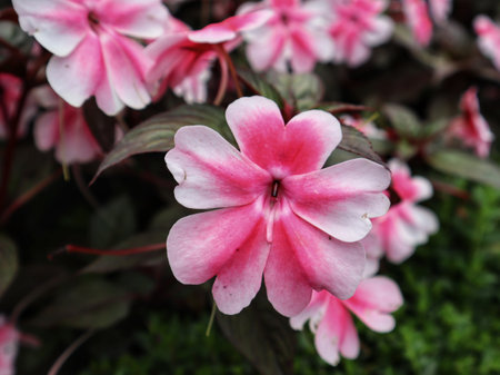 Beautiful Sunpatien impatient pink flower blooming at the garden.の写真素材