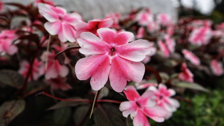 Beautiful Sunpatien impatient pink flower blooming at the garden.の写真素材