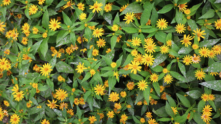 Field of Melampodium plant yellow flower and green leaves blooming at the garden.