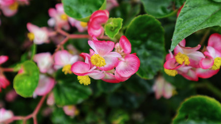 Beautiful pink wax begonia flower blooming at the garden.の写真素材