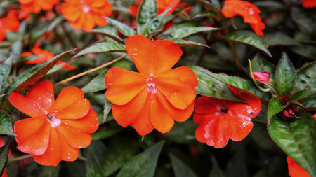 Sun Harmony or Sonic orange New Guinea Impatiens deep orange flower blooming at the garden.の写真素材