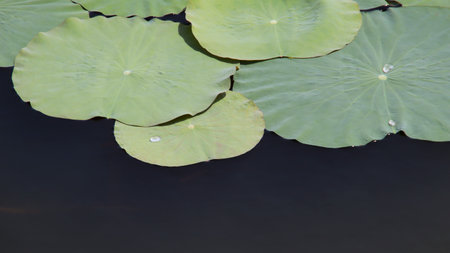 Green Lotus pads leaf floating at the water, some water drops at the leaf and some negative space....