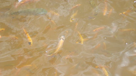 Freshwater fish in the pond with cloudy water. Fish farm or fishery pond.