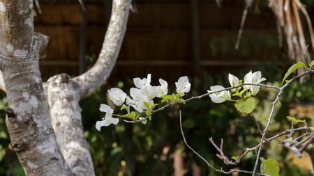 White Bougainvillea spectabilis is a vibrant and colorful flowers, ability to climb and cover walls, fences, and trellises. Popular home plant ornament.の写真素材
