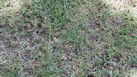Ground texture with green grass and shady area as a background, top view, horizontal.の写真素材