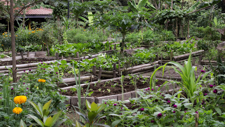 Raised Vegetable Garden Beds with Lush Green Lettuce and Marigold Flowers in a Tropical Organic Backyard Farm Settingの写真素材