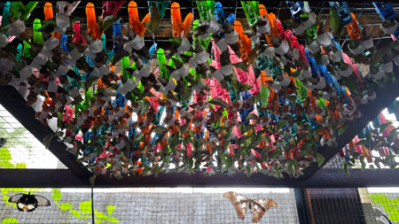 Colorful Butterfly Cocoons Hanging in Enclosure with Natural Background and Emerging Butterflies in a Controlled Habitat for Conservationの写真素材