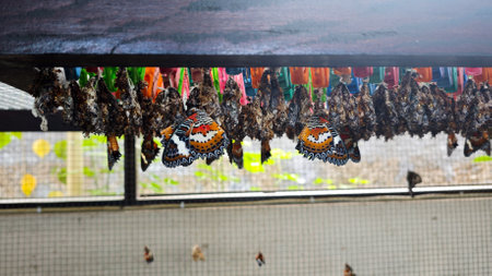 Newly Emerged Butterflies with Vibrant Wings Hanging from Cocoons in a Controlled Conservation Environmentの写真素材