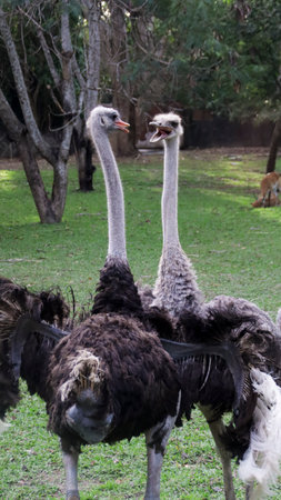 Two ostriches facing each other with vibrant feather plumage in a green grassy habitat surrounded by...
