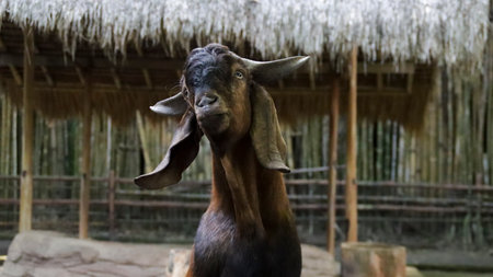 Closeup of a Curious Brown Goat with Long Ears in Front of a Bamboo Fence and Thatched Roof Structure in Natural Rural Settingの写真素材
