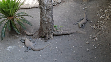 Komodo Dragons Resting Under Tree with Rocky Ground and Tropical Plant in Outdoor Habitatの写真素材