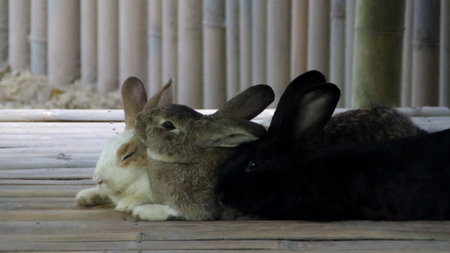 Three cozy rabbits resting on bamboo flooring with soft natural lighting in a serene environment with bamboo wall background.の写真素材