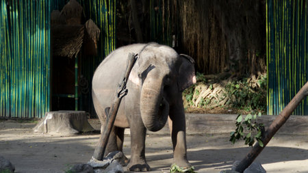 Asian elephant eating leaves in a shaded zoo enclosure with vibrant green bamboo walls and natural sunlight filtering through the treesの写真素材