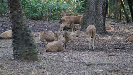 Group of deer resting and grazing under shaded trees in a natural forest habitat with earthy tones and lush vegetationの写真素材