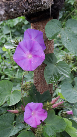 Morning glory flowers with vibrant purple petals covered in dewdrops against a lush green background and a wooden support in the gardenの写真素材