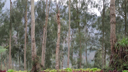 Dense forest landscape with tall pine trees and vibrant undergrowth in a misty mountainous area creating a serene natural environment.の写真素材