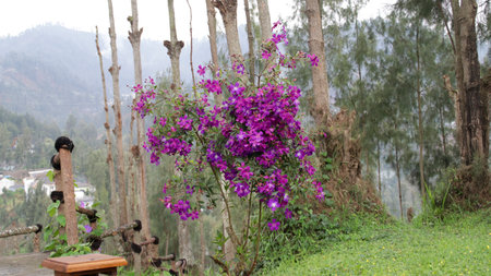 Blooming Purple Flower Bush on a Hillside with Pine Trees and a Village View in the Backgroundの写真素材