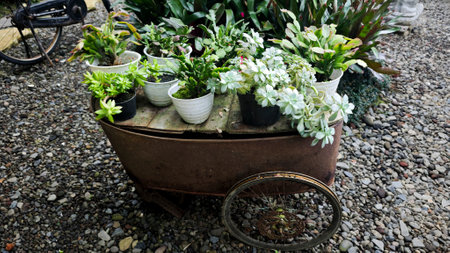 Rustic Wheelbarrow Decorated with Succulent Plants in Potted Arrangements on Gravel Pathway in a Lush Outdoor Garden Settingの写真素材