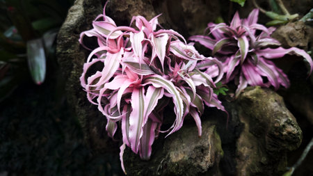 Vibrant Pink and White Cryptanthus Earth Star Plants Growing on a Mossy Rock in a Lush Tropical Garden with Green Foliage in the Background Creating a Unique and Exotic Botanical Displayの写真素材