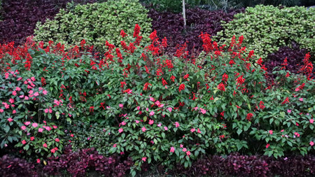 Vibrant Red and Pink Flower Garden with Dense Green Foliage and Colorful Plants in a Lush Outdoor Landscape Surrounded by Rich Natural Vegetation in a Scenic Park Settingの写真素材