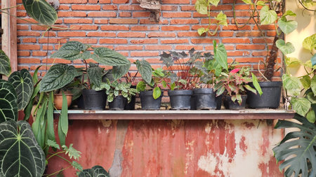 Collection of Potted Greenhouse Plants Arranged on a Rustic Metal Shelf Against a Red Brick Wall with Climbing Vines and Large Leafy Foliage in a Warm Natural Outdoor Settingの写真素材