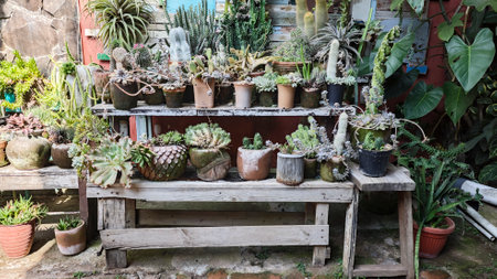 Various potted succulents and cacti arranged on rustic wooden shelves with a colorful weathered wall and lush greenery in the background.の写真素材
