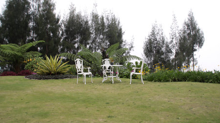 White wrought iron chairs and round table with a potted plant set on a grassy lawn surrounded by lush green plants vibrant yellow flowers and tall pine trees under a cloudy skyの写真素材